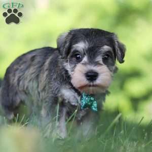 Barney, Miniature Schnauzer Puppy
